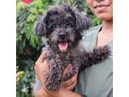 Adopt Dandee a Poodle, Mixed Breed