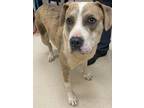 Adopt 19011 a Pit Bull Terrier