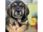 Adopt Romana a Bloodhound, Mixed Breed