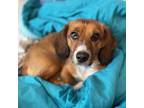 Adopt Ruby Ann a Beagle, Dachshund