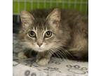 Adopt Smores a Extra-Toes Cat / Hemingway Polydactyl