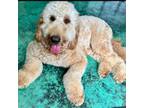 Male F1b Goldendoodle