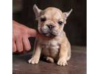 French Bulldog Puppy for sale in Orlando, FL, USA