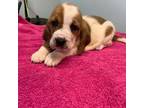 Basset Hound Puppy for sale in Princeton, NC, USA