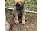 Great Dane Puppy for sale in Princeton, NC, USA