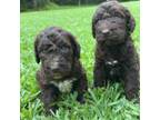 Labradoodle Puppy for sale in Princeton, NC, USA