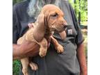 Bloodhound Puppy for sale in Princeton, NC, USA