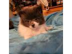 Pomeranian Puppy for sale in Fairview Heights, IL, USA