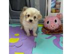 Maltipoo Puppy for sale in San Diego, CA, USA