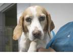 Adopt Gabby a Beagle
