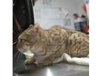 Adopt Pony a Bengal, Domestic Short Hair