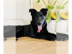 Golden Labrador DOG FOR ADOPTION RGADN-1089258 - Bear - Golden Retriever /