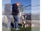 American Staffordshire Terrier-Huskies Mix DOG FOR ADOPTION RGADN-1089676 -