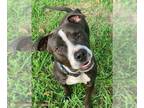 American Pit Bull Terrier Mix DOG FOR ADOPTION RGADN-1090774 - Jersey - Pit Bull