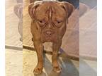 Boxer-Dogue de Bordeaux Mix DOG FOR ADOPTION RGADN-1091101 - LAGOS - Dogue de