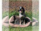 Bluetick Coonhound DOG FOR ADOPTION RGADN-1091381 - Copper - Bluetick Coonhound