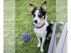 Border Collie-Rat Terrier Mix DOG FOR ADOPTION RGADN-1092908 - Buddy (ID) -