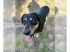 Rottweiler Mix DOG FOR ADOPTION RGADN-1092920 - Ellie Benelli - Rottweiler /