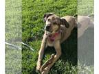 Beagle-German Shepherd Dog Mix DOG FOR ADOPTION RGADN-1093579 - Lilly - German