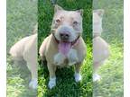 American Pit Bull Terrier DOG FOR ADOPTION RGADN-1095514 - Mawana - American Pit