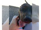 American Pit Bull Terrier Mix DOG FOR ADOPTION RGADN-1095718 - **DAISY -