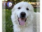 Great Pyrenees DOG FOR ADOPTION RGADN-1097806 - Lolly - Great Pyrenees (long