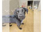Labrador Retriever-Mountain Cur Mix DOG FOR ADOPTION RGADN-1098520 - Moose -