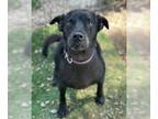 Labrador Retriever Mix DOG FOR ADOPTION RGADN-1118521 - Baby - Labrador