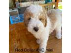 Mutt Puppy for sale in The Colony, TX, USA