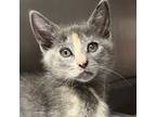 Adopt Spring (bonded w/Pounce) a Domestic Short Hair