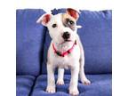 Adopt Annie O a Pit Bull Terrier, Mixed Breed