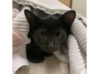 Adopt Busy Bee a Domestic Short Hair
