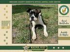 Adopt Eloise a Mixed Breed