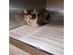 Adopt SAS-A-15177 a Domestic Medium Hair