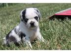 Puggle Puppy for sale in Kirksville, MO, USA