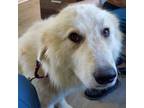 Adopt Chardonnay a Great Pyrenees