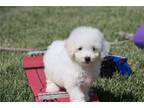 Bichon Frise Puppy for sale in Kirksville, MO, USA