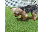 Adopt Daisy 0548 a Yorkshire Terrier