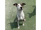 Adopt Duckie a Mixed Breed