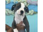 Adopt Sweet Pie a Mixed Breed