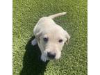 Adopt Combo a Labrador Retriever