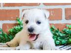 West Highland White Terrier Puppy for sale in Fort Wayne, IN, USA