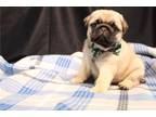 Pug Puppy for sale in Decatur, IL, USA