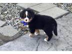 Bernese Mountain Dog Puppy for sale in South Bend, IN, USA