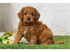 Cavapoo Puppy for sale in Canton, OH, USA