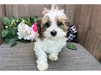 Havanese Puppy for sale in South Bend, IN, USA