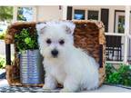 West Highland White Terrier Puppy for sale in Fort Wayne, IN, USA