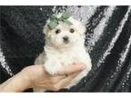 Maltese Puppy for sale in Fort Wayne, IN, USA