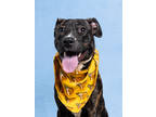 Adopt Orange Peel a Pit Bull Terrier, Mixed Breed