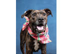 Adopt Eucalyptus a Pit Bull Terrier, Mixed Breed